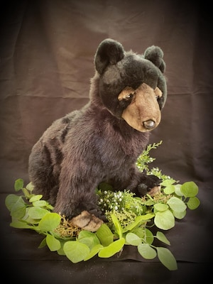 Hansa Black Bear